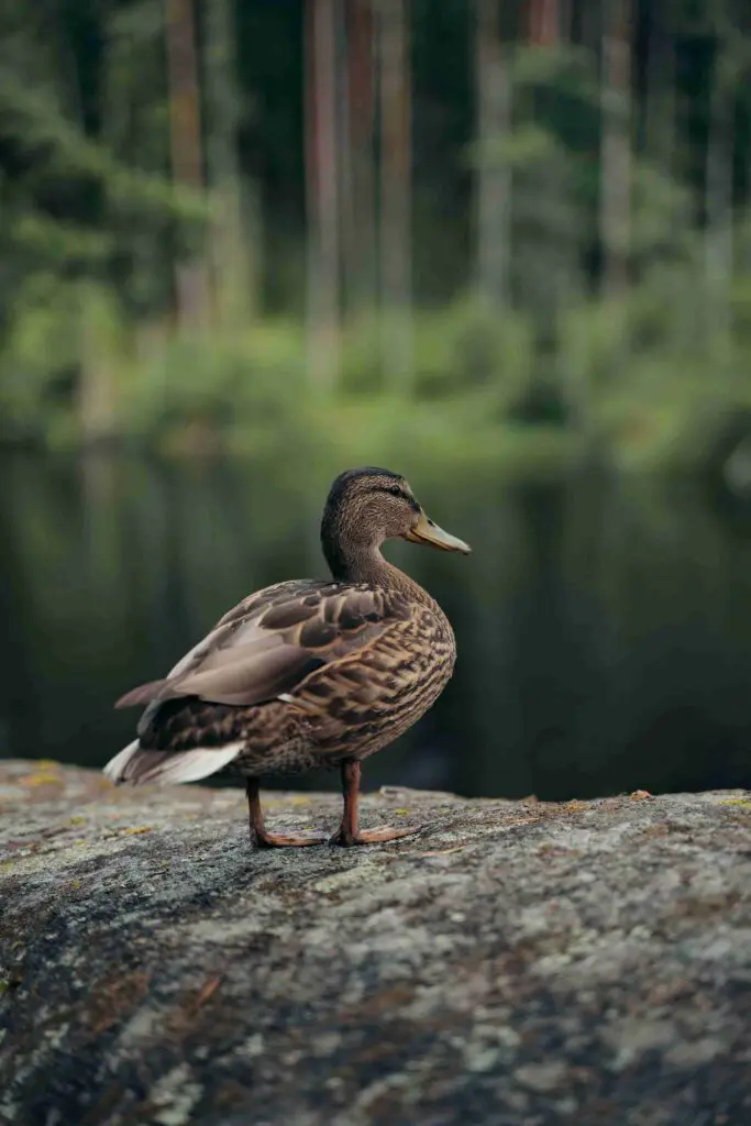 Un canard au camp de base.