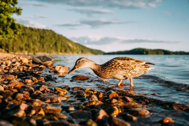 canard cherchant de la nourriture sur une rive rocheuse à l’heure dorée