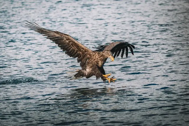 aigle plongeant pour attraper un poisson dans l’eau