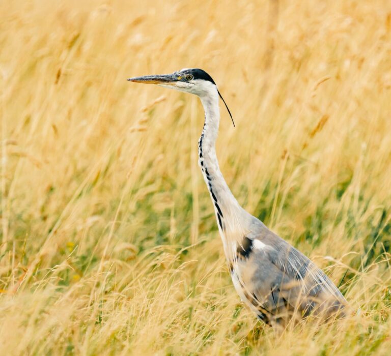 reiger