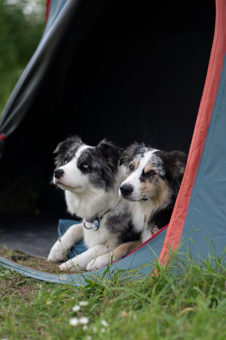 vacances en canoë avec un chien